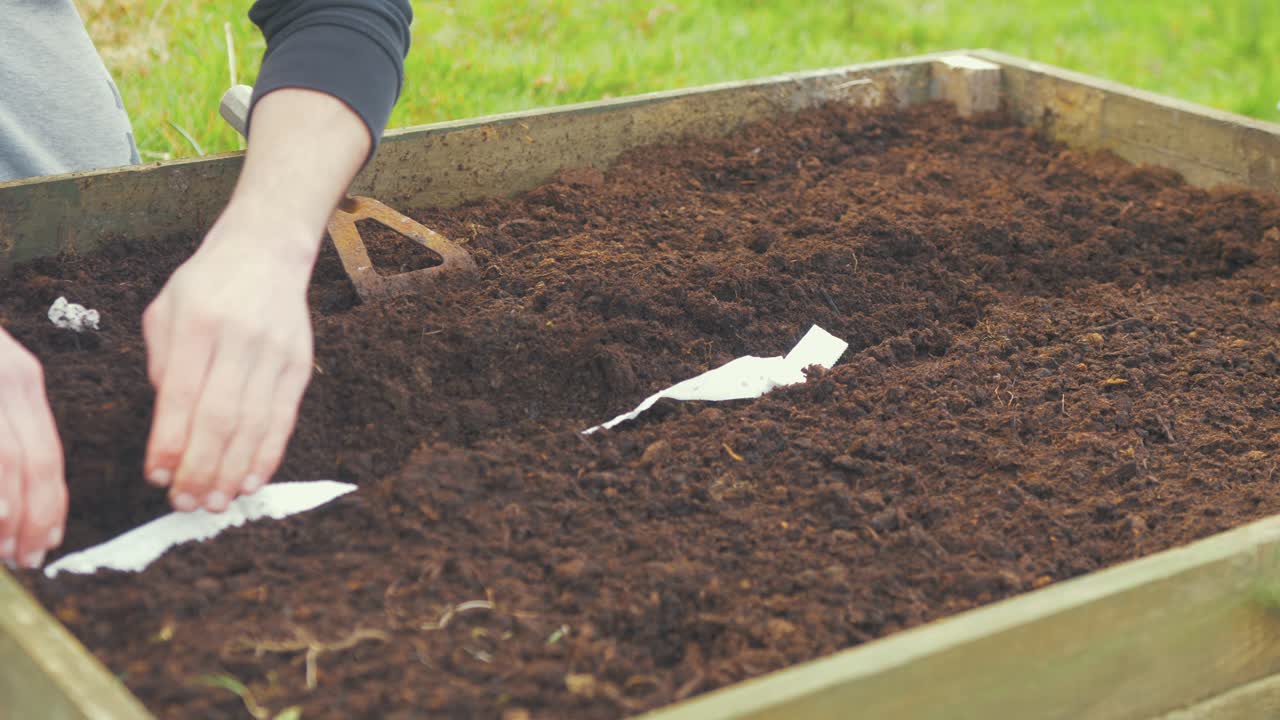 joven colocando la tira de semillas en el suelo de la cama del jardín elevado