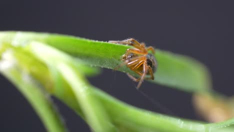 close up view of red little spider hid in tall grass during daytime - static shot