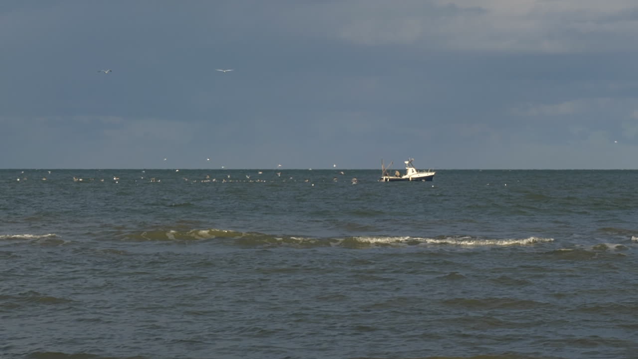 Flock of Seagulls Swarming Fishing Boat at Sea STATIC