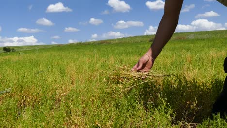 ripening lentil plant, harvesting lentils, ripe green lentils in the field,