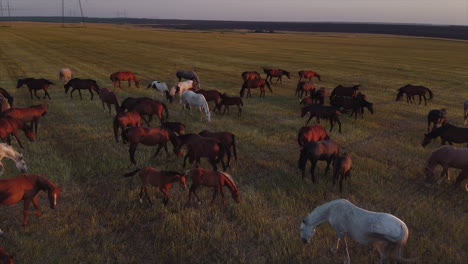 aerial view of horses grazing in a field at sunset