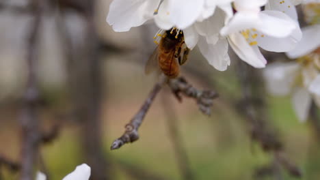 Abeja-Melífera-Se-Posiciona-Sobre-Los-Cerezos-En-Flor-Para-Recolectar-Néctar