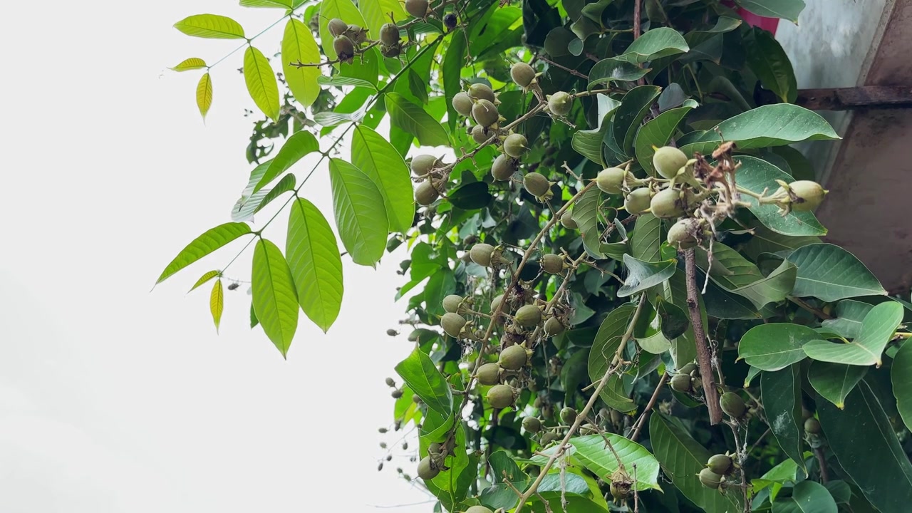 Primo piano di un ramo di albero tropicale con grappoli di frutti verdi acerbi che ondeggia dolcemente con una leggera brezza sotto la luce naturale del giorno.