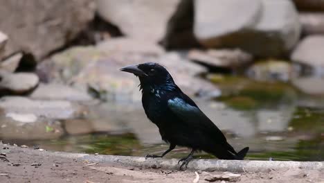 the hair-crested drongo or is a bird in asia from the family dicruridae which was conspecific with dicrurus bracteatus or spangled drongo in which it can be tricky to differentiate from each other