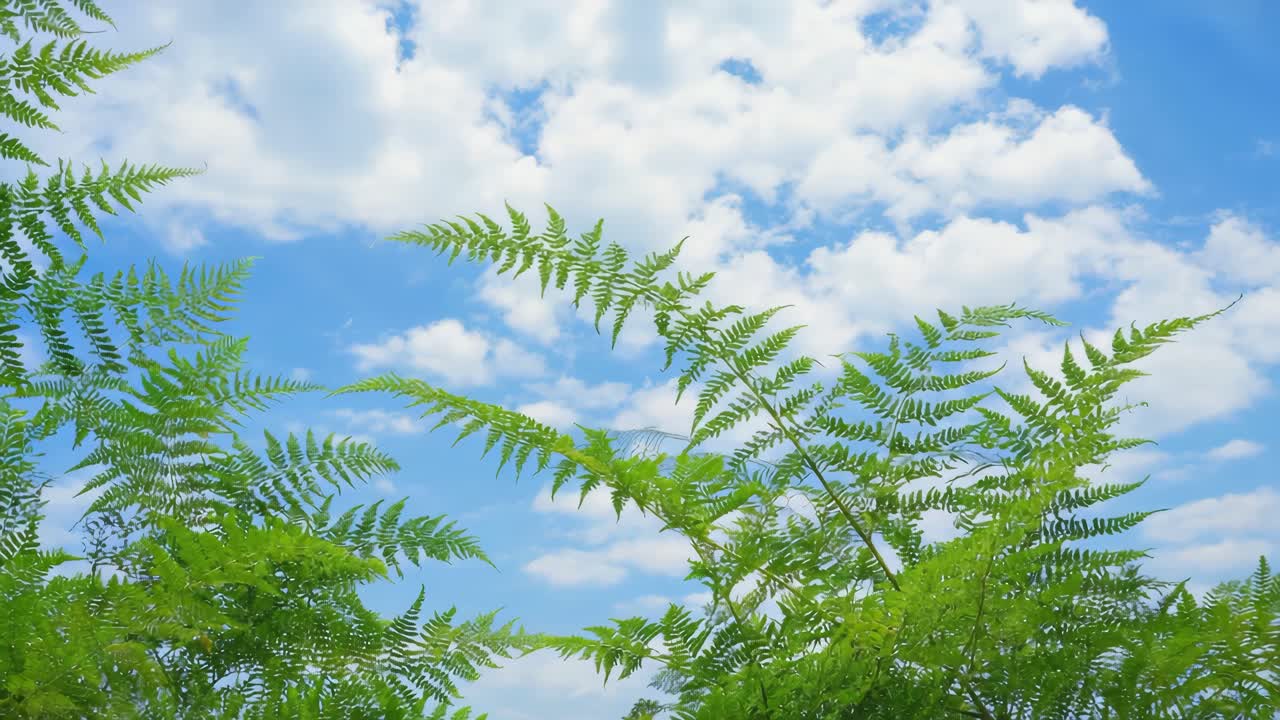 Fern fronds against a blue sky with clouds