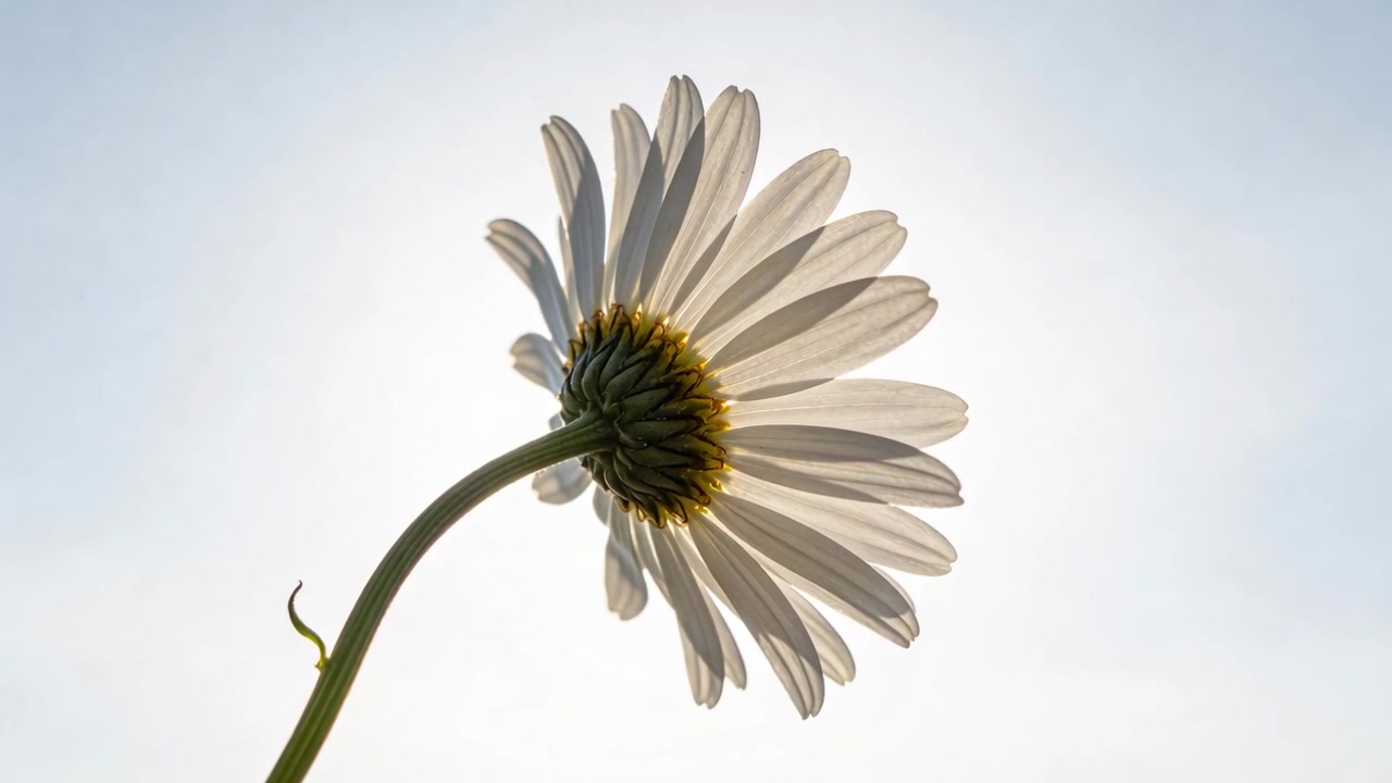 Tilting single daisy in meadow showing translucent petals under rising sun, bending stem and leaf