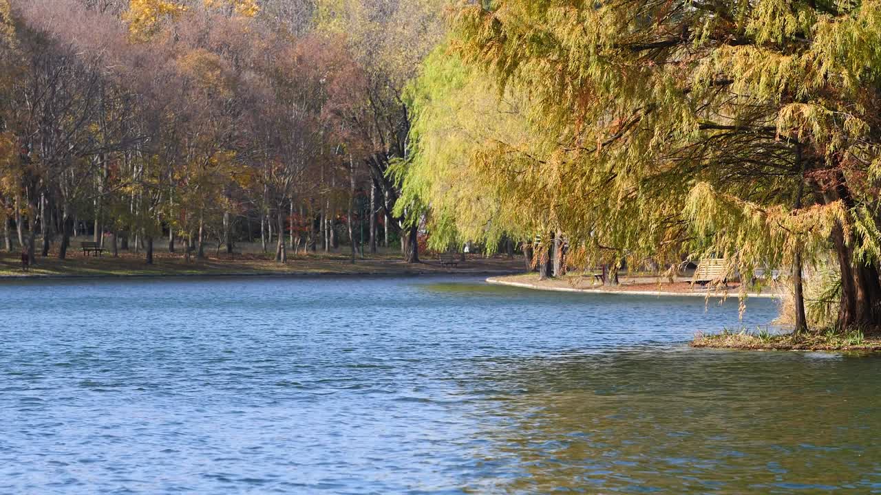 아름다운 가을 숲 공원의 풍경, 바람에 흔들리는 빛의 나무, 호수의 파동, 루프 가능한 4k 느린 동작 영상.