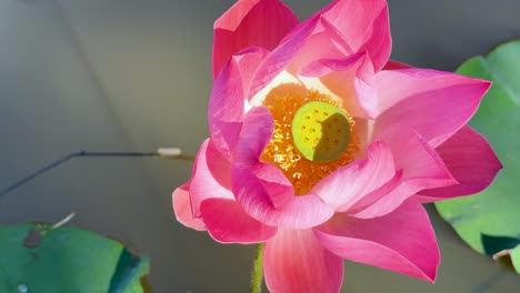 flor de loto vibrante en el entorno sereno del estanque