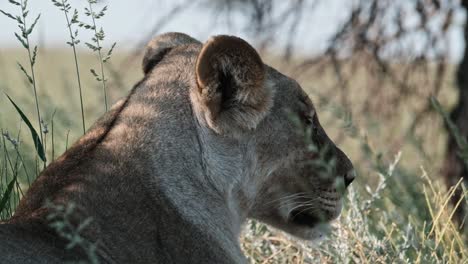 a lioness resting in the shade on a hot day in the kalahari