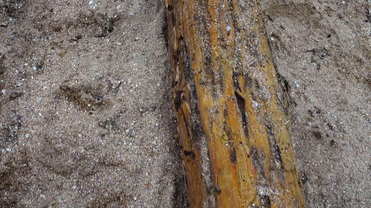 Una tempesta ha scaraventato un antico albero di nave sulla spiaggia sabbiosa. Albero di nave da un'antica nave affondata