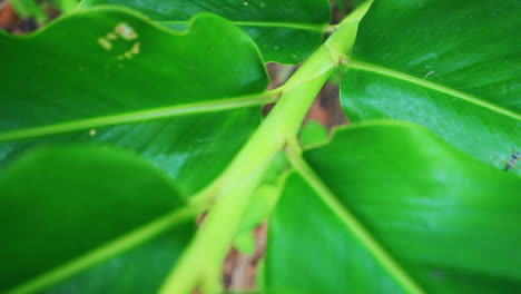 view in close-up of plants leaves with insect walking on in slow motion