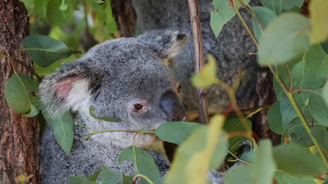 koala masticando hojas de eucalipto en un árbol