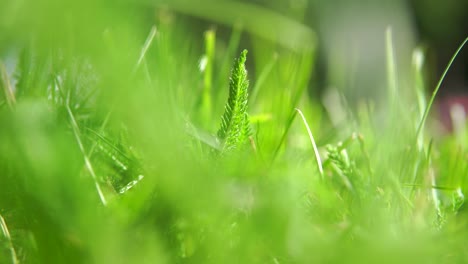 Grasblick-Mit-Bokeh-Und-Licht