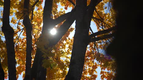 roble en otoño en un día soleado con cielo azul