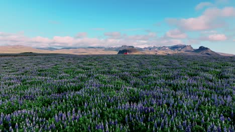 flight above lupine field towards distant church in hellissandur, western iceland