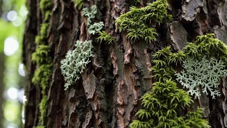 close-up of tree bark with moss and lichen