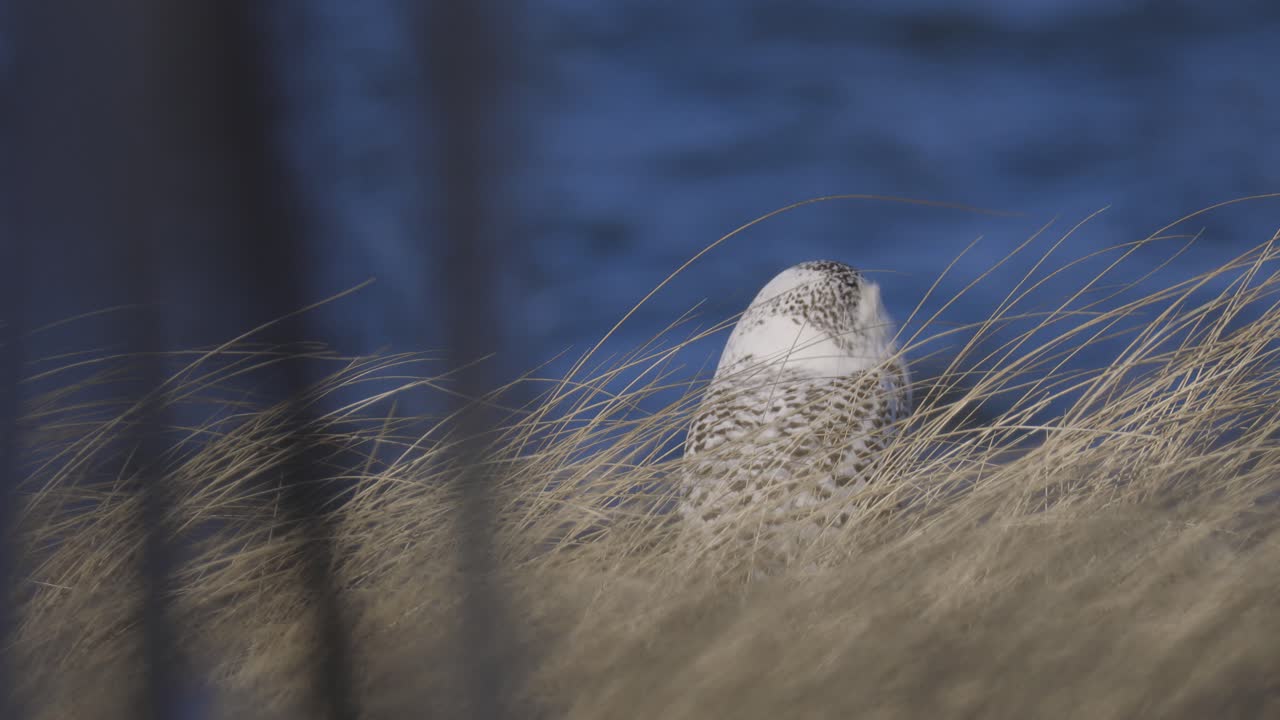 Snowy owl sitting low in tall dry grass with a deep blue winter sky in the background
