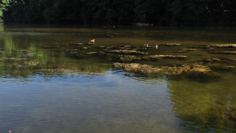 ducks swimming peacefully in a shalllow pond - moving shot