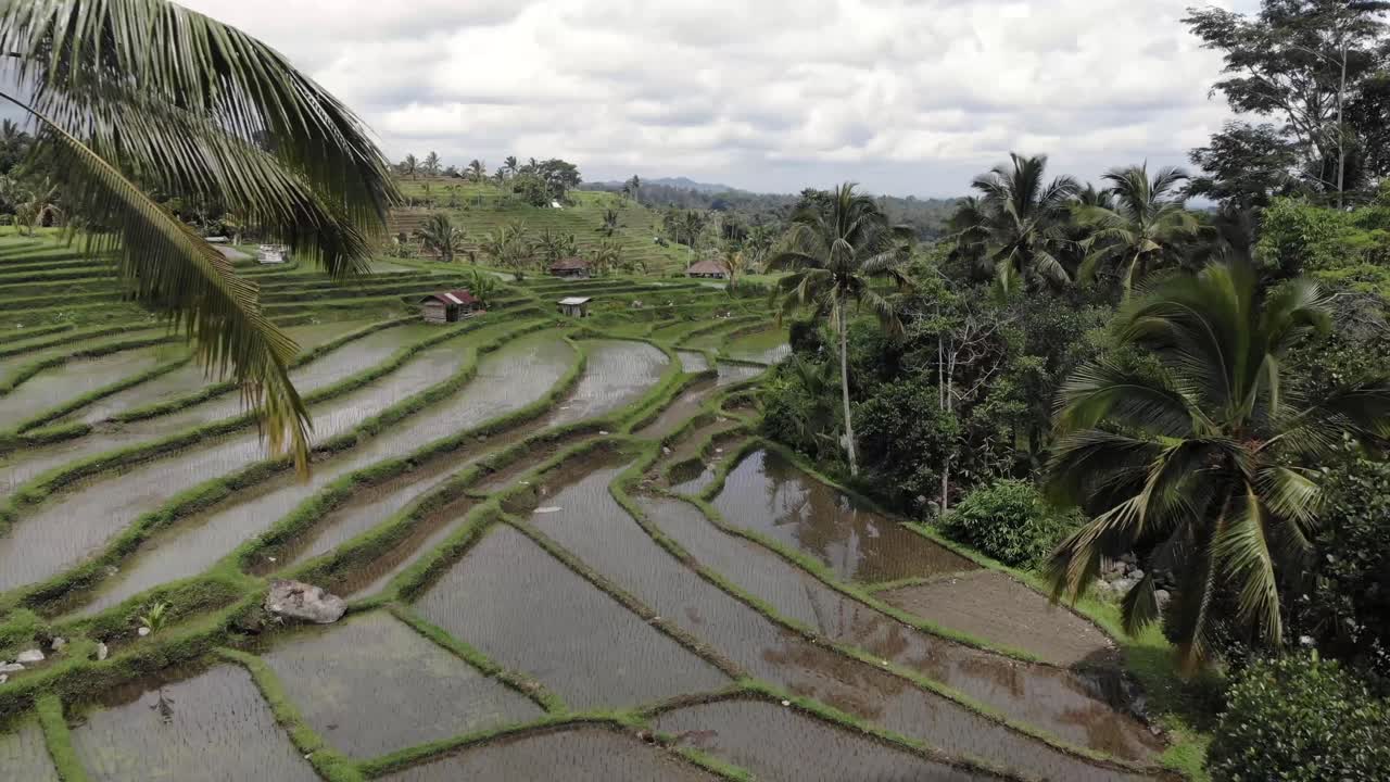 en el tiro de tirar como volando sobre los campos de arroz en asia