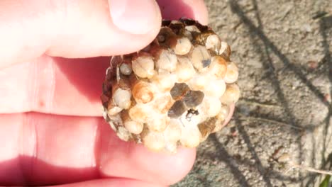 muestra el nido de avispas, larvas