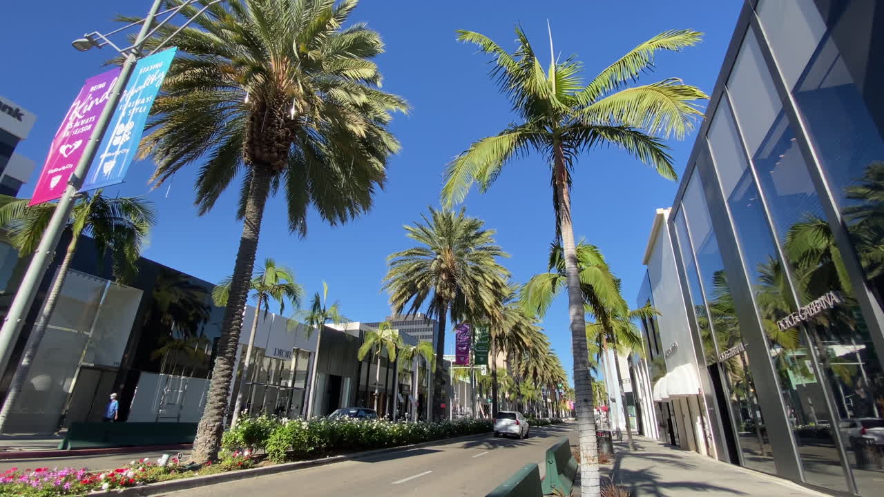 비벌리 힐스 야자수 로데오 드라이브