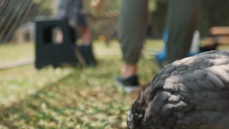 chicken close up portrait with blurred rural farming background off grid lifestyle