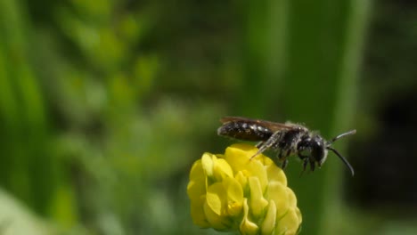 macro shot of a bee sitting on a yellow flower and cleaning itself in slow motion