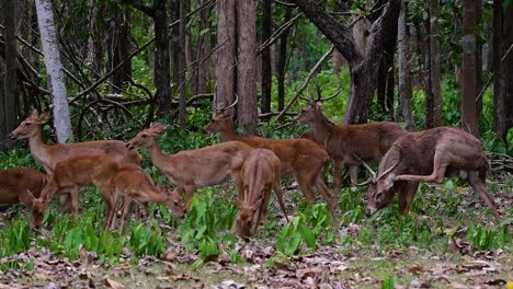 El-Ciervo-Del-Campo-Es-Una-Especie-En-Peligro-De-Extinción-Debido-A-La-Pérdida-De-Hábitat-Y-La-Caza