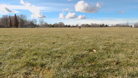 Kleiner-Junger-Schwarzer-Hund-Jagt-Einen-Orangefarbenen-Ball-Im-Hundepark