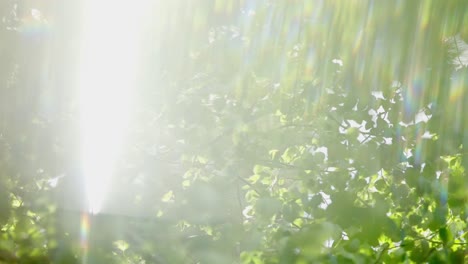 바람에 흔들리는 사시나무 잎의 예술적 영상