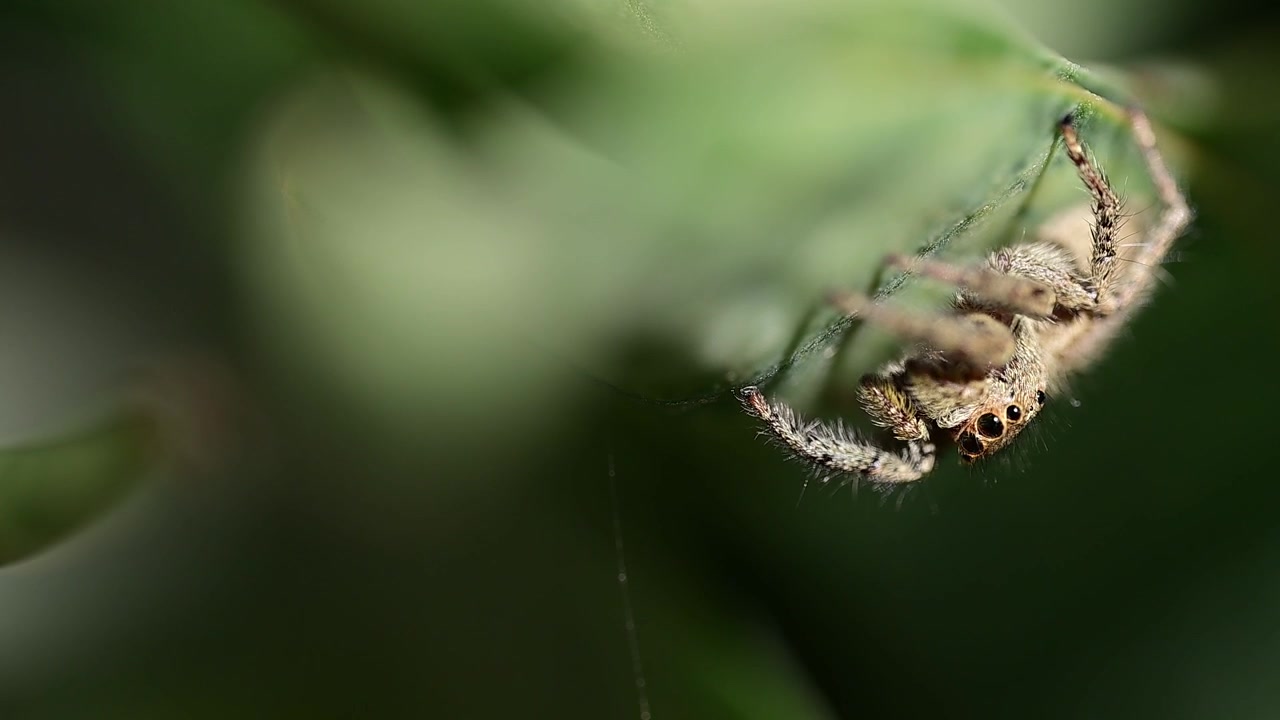 Macro ravvicinata che rivela la tessitura dei peli e le caratteristiche facciali di Plexippus paykulli
