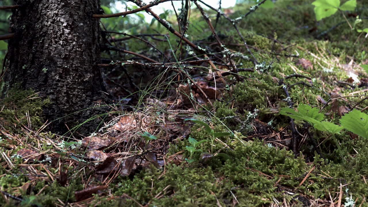 Close-up of forest floor and tree trunk
