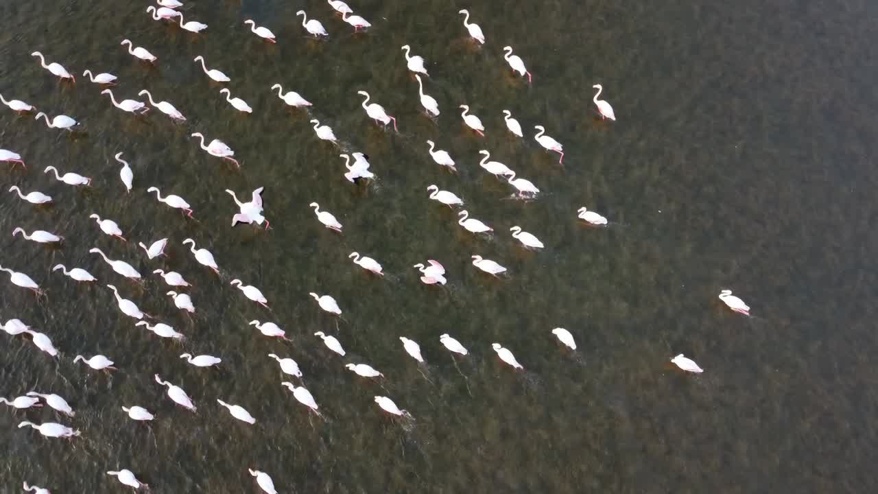 mayores flamencos vadeando y filtrando la alimentación en el lago, vista aérea de pájaro
