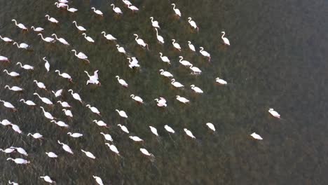 Greater-flamingos-wading-and-filter-feeding-in-lake,-aerial-bird's-eye-view