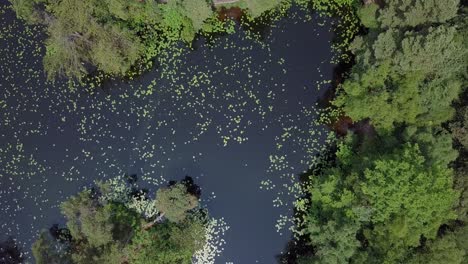 descenso aéreo hacia el estanque de lirios en un bosque