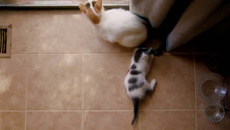 a kitten plays with his mom's tail