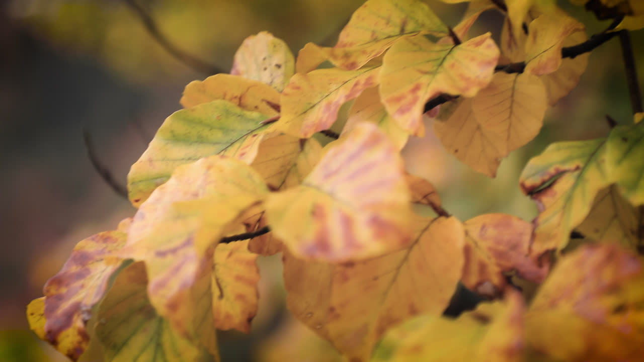 Sarı sonbahar yaprakları üzerinde bokeh odaklı yakın çekim.