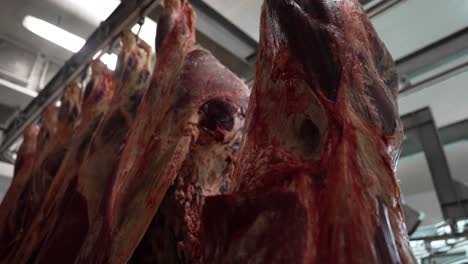 cow meat legs hanging from hooks in conveyor belt at slaughterhouse, close up shot