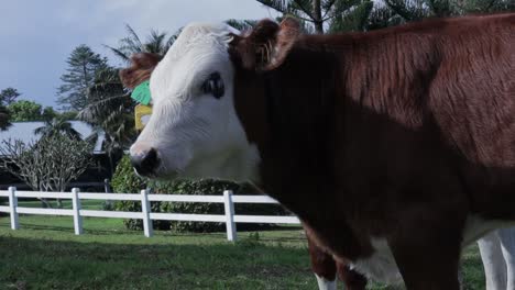 Neugeborenes-Hereford-Kalb-Muht-Im-Sonnenlicht