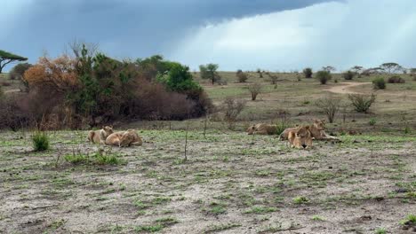 a pride of maasai lions (panthera leo massaicus) is resting in the savannah in cloudy weather. tarangire national park, tanzania.