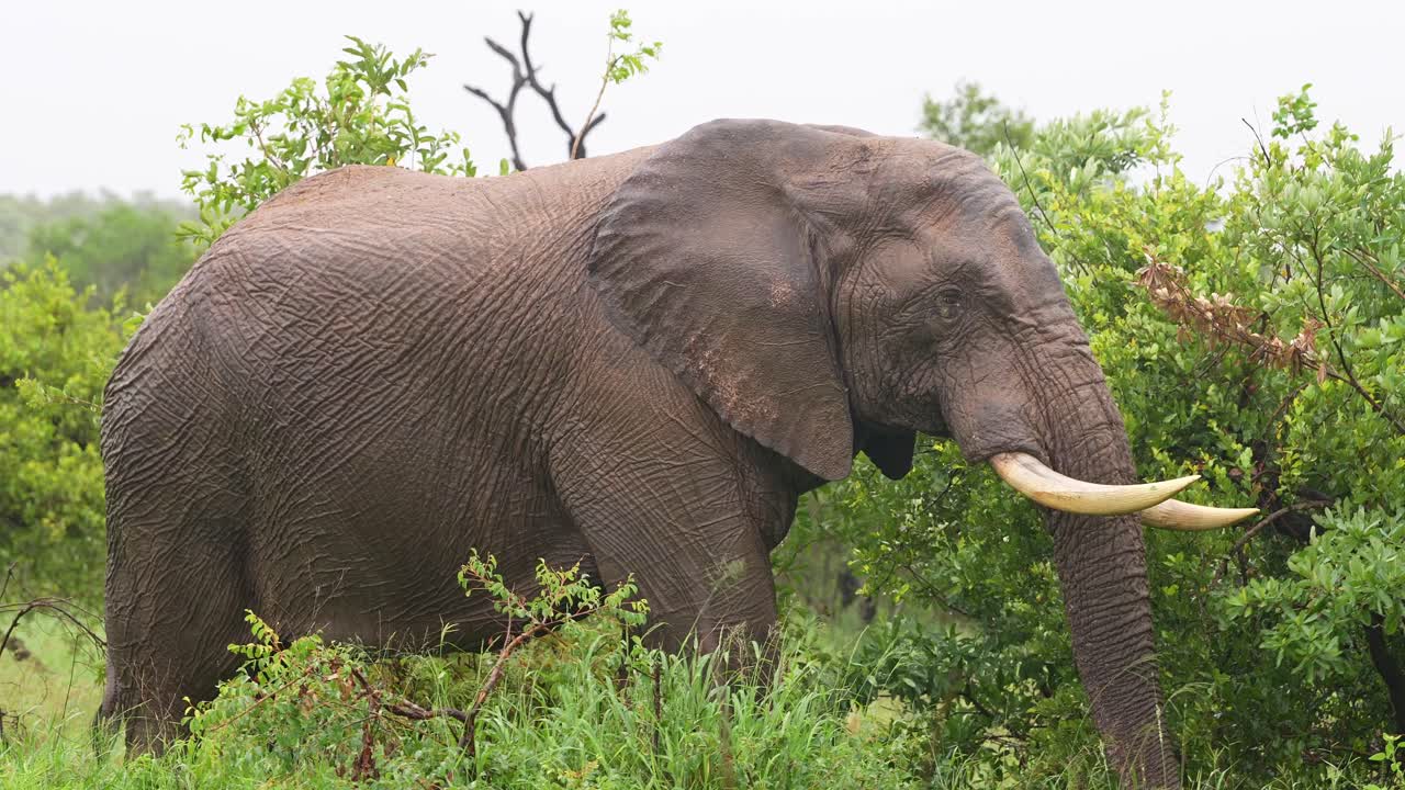 elefante africano comiendo vegetación exuberante en la lluvia, tiro medio