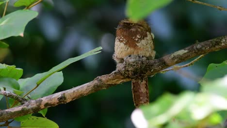 The-Javan-Frogmouth-or-Horsfield's-Frogmouth-is-found-in-Thailand-and-other-Asian-countries