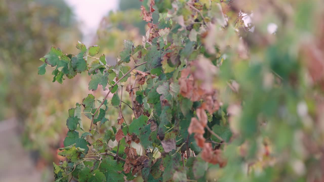 Green Leaves On A Grapevine In Perth, Western Australia - Close Up