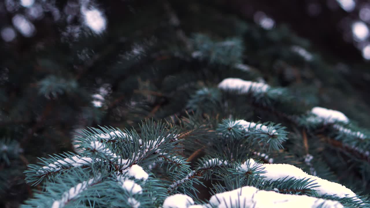 눈 인 소나무 가지