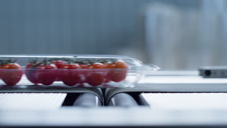 envases de plástico de tomate de fábrica en movimiento en la línea de cinta transportadora tecnológica de primer plano