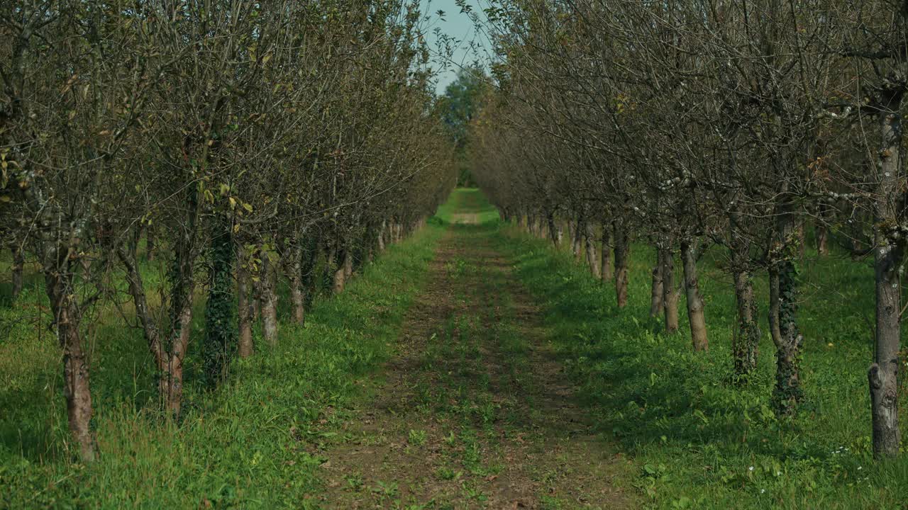 dirt path runs between rows of bare fruit trees in an orchard, surrounded by green grass