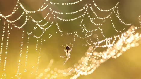 Raindrops-on-the-spider-web.-Cobwebs-in-small-drops-of-rain.