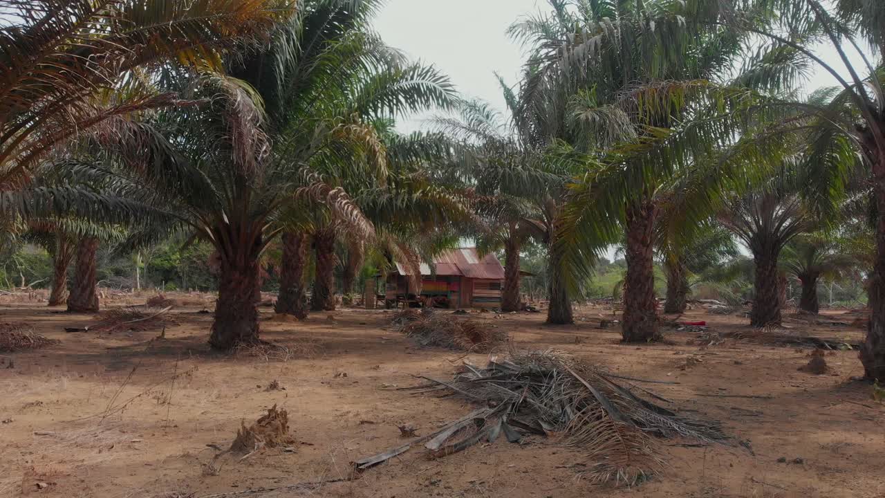 Vista aerea di una casa tradizionale locale circondata da palme con un cane a Belitung, Indonesia