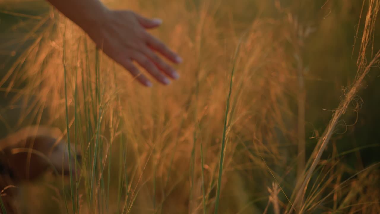 Close-up of hand gently touching grain in a golden field during sunset, feeling texture of natural plant under warm, golden sunlight