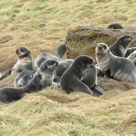 Cachorros-De-Lobo-Fino-Del-Norte-Socializando-En-Un-Campo-En-Las-Islas-Pribilof